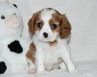 Upton, a male Cavalier King Charles Spaniel for sale in Middlebury, IN – 1 of 10
