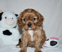 URI, a male Cavalier King Charles Spaniel for sale in Middlebury, IN – 4 of 10