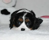 Ugo , a male Cavalier King Charles Spaniel for sale in Middlebury, IN – 3 of 8