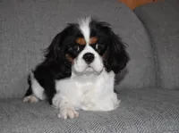 Snoopy, a male Cavalier King Charles Spaniel for sale in Middlebury, IN – 10 of 10