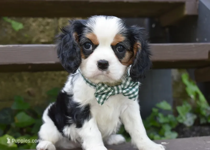 Sammy – Cavalier King Charles Spaniel puppy for sale in Middlebury, IN