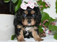 Tessa, a female Cavalier King Charles Spaniel for sale in Middlebury, IN – 2 of 10