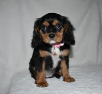 Tara, a female Cavalier King Charles Spaniel for sale in Middlebury, IN – 5 of 10