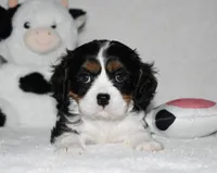 Ugo , a male Cavalier King Charles Spaniel for sale in Middlebury, IN – 4 of 8
