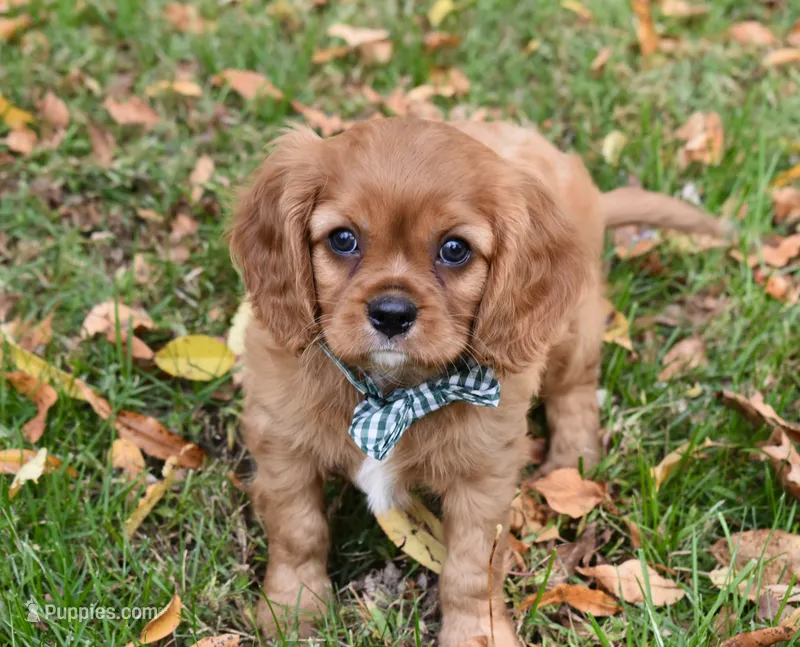 Victor – Cavalier King Charles Spaniel puppy for sale in Middlebury, IN