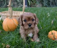Vincent, a male Cavalier King Charles Spaniel for sale in Middlebury, IN – 8 of 10