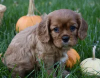 Victor, a male Cavalier King Charles Spaniel for sale in Middlebury, IN – 6 of 10
