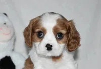 Upton, a male Cavalier King Charles Spaniel for sale in Middlebury, IN – 8 of 10