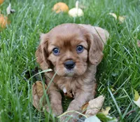 Victor, a male Cavalier King Charles Spaniel for sale in Middlebury, IN – 9 of 10