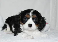 Ugo , a male Cavalier King Charles Spaniel for sale in Middlebury, IN – 6 of 8