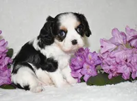 Sammy, a male Cavalier King Charles Spaniel for sale in Middlebury, IN – 2 of 8