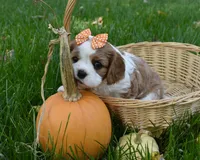 Vera, a female Cavalier King Charles Spaniel for sale in Middlebury, IN – 6 of 10