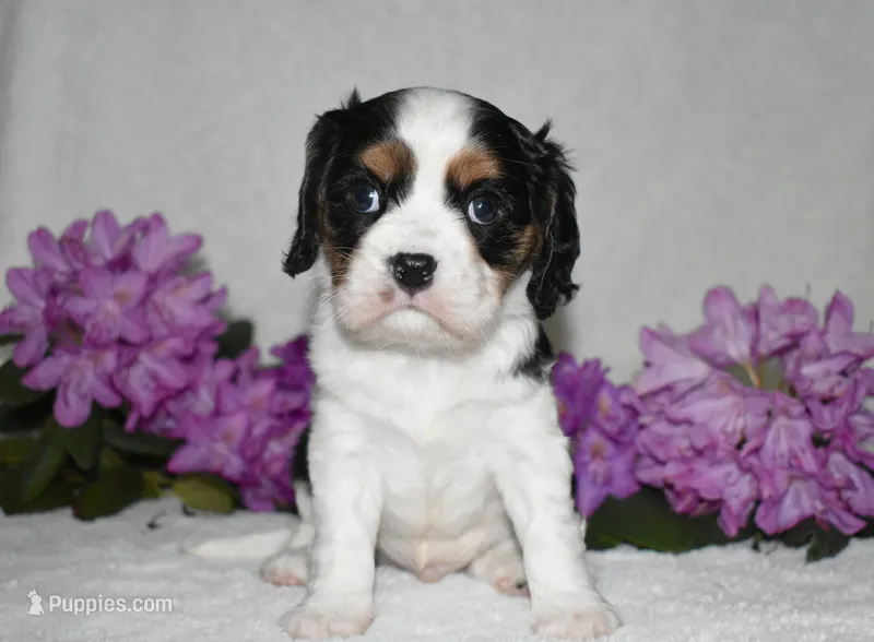 Scout – Cavalier King Charles Spaniel puppy for sale in Middlebury, IN