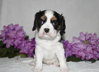 Scout, a male Cavalier King Charles Spaniel for sale in Middlebury, IN – 1 of 10