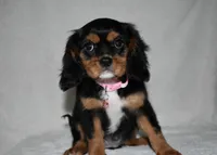 Tara, a female Cavalier King Charles Spaniel for sale in Middlebury, IN – 6 of 10