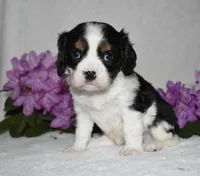 Snoopy, a male Cavalier King Charles Spaniel for sale in Middlebury, IN – 3 of 10