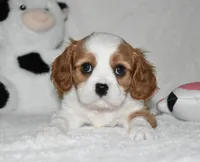 Ulysses , a male Cavalier King Charles Spaniel for sale in Middlebury, IN – 5 of 8