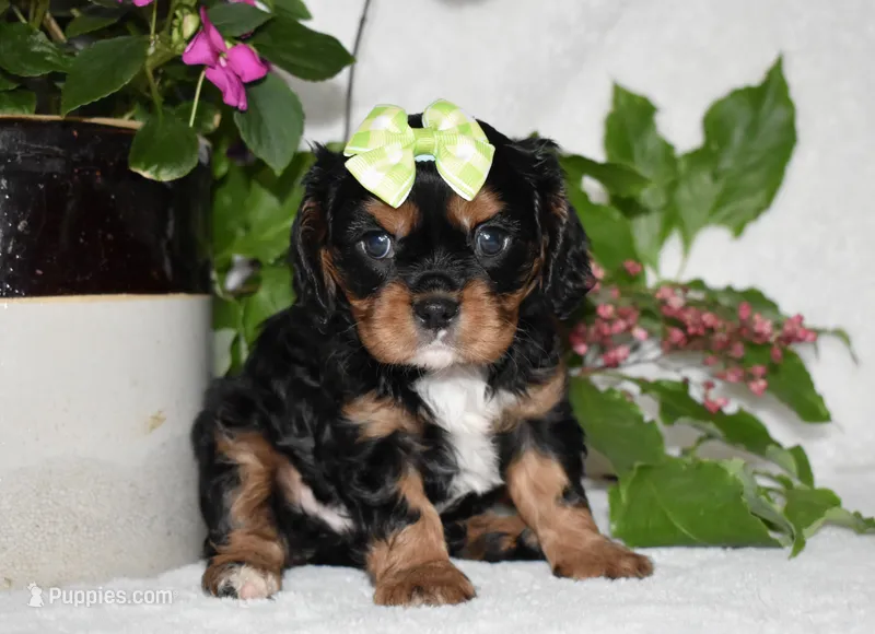 Tara – Cavalier King Charles Spaniel puppy for sale in Middlebury, IN
