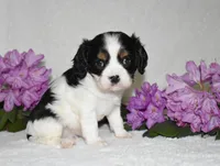 Snoopy, a male Cavalier King Charles Spaniel for sale in Middlebury, IN – 8 of 10