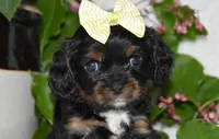 Tori, a female Cavalier King Charles Spaniel for sale in Middlebury, IN – 5 of 9