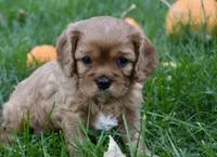 Vincent, a male Cavalier King Charles Spaniel for sale in Middlebury, IN – 4 of 10