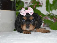 Tessa, a female Cavalier King Charles Spaniel for sale in Middlebury, IN – 5 of 10