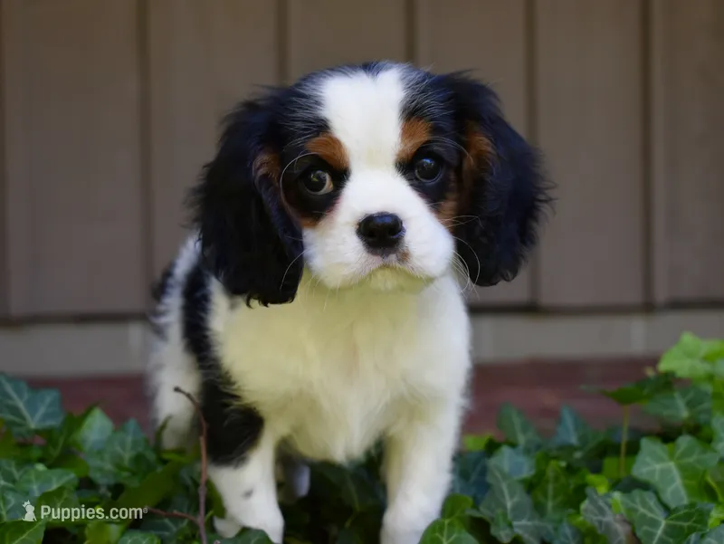Sammy – Cavalier King Charles Spaniel puppy for sale in Middlebury, IN