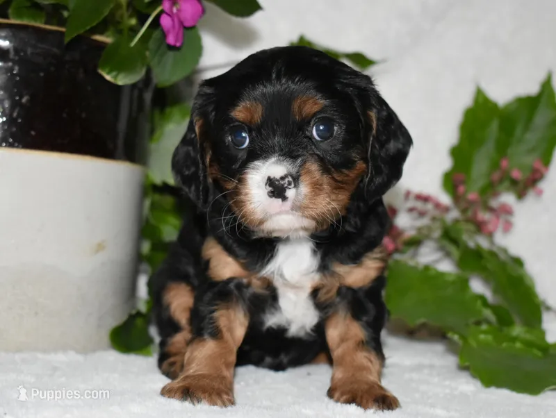 Thor – Cavalier King Charles Spaniel puppy for sale in Middlebury, IN