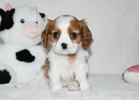 Upton, a male Cavalier King Charles Spaniel for sale in Middlebury, IN – 3 of 10