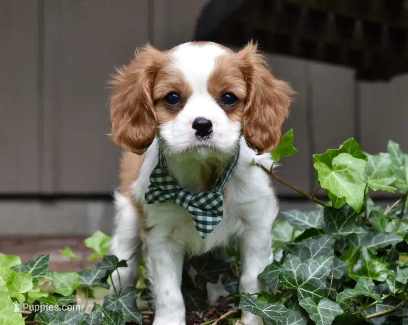 Upton – Cavalier King Charles Spaniel puppy for sale in Middlebury, IN