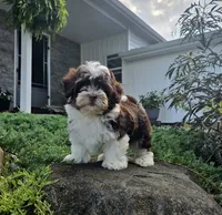 Luka, a male Havapoo for sale in Middlebury, IN – 5 of 8