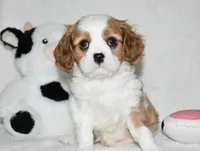 Ulysses , a male Cavalier King Charles Spaniel for sale in Middlebury, IN – 7 of 8