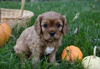 Vincent, a male Cavalier King Charles Spaniel for sale in Middlebury, IN – 2 of 10