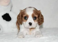 Upton, a male Cavalier King Charles Spaniel for sale in Middlebury, IN – 10 of 10