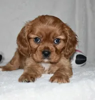 URI, a male Cavalier King Charles Spaniel for sale in Middlebury, IN – 2 of 10