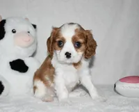Upton, a male Cavalier King Charles Spaniel for sale in Middlebury, IN – 5 of 10