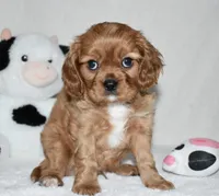 URI, a male Cavalier King Charles Spaniel for sale in Middlebury, IN – 8 of 10