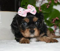 Tessa, a female Cavalier King Charles Spaniel for sale in Middlebury, IN – 3 of 10