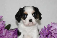 Sammy, a male Cavalier King Charles Spaniel for sale in Middlebury, IN – 8 of 8