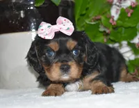 Tessa, a female Cavalier King Charles Spaniel for sale in Middlebury, IN – 6 of 10