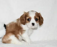Upton, a male Cavalier King Charles Spaniel for sale in Middlebury, IN – 2 of 10