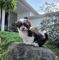 Luka, a male Poodle - Miniature  and Havapoo for sale in Middlebury, IN – 8 of 9
