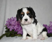 Scout, a male Cavalier King Charles Spaniel for sale in Middlebury, IN – 6 of 10