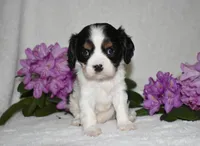 Snoopy, a male Cavalier King Charles Spaniel for sale in Middlebury, IN – 4 of 10