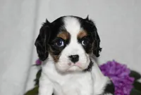 Scout, a male Cavalier King Charles Spaniel for sale in Middlebury, IN – 2 of 10