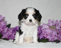 Sammy, a male Cavalier King Charles Spaniel for sale in Middlebury, IN – 5 of 8