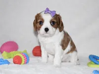 Quilla, a female Cavalier King Charles Spaniel for sale in Middlebury, IN – Photo 6 of 8