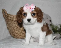 Queenie, a female Cavalier King Charles Spaniel for sale in Middlebury, IN – Photo 4 of 10