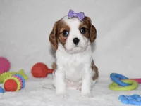 Quilla, a female Cavalier King Charles Spaniel for sale in Middlebury, IN – Photo 2 of 8