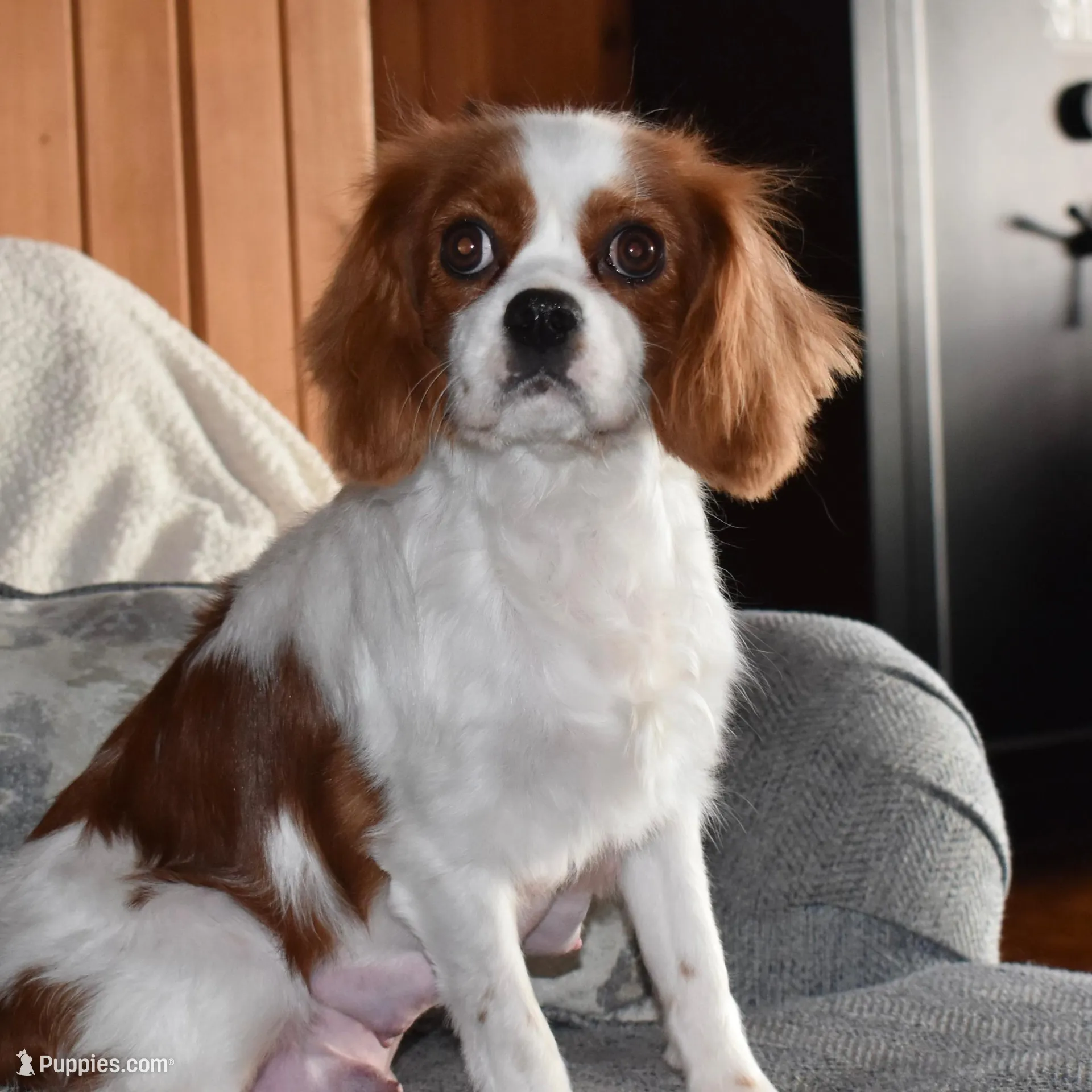 Quilla, a female Cavalier King Charles Spaniel for sale in Middlebury, IN – Photo 8 of 8
